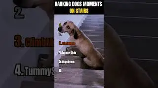 Ranking Dogs Moments on Stairs I 