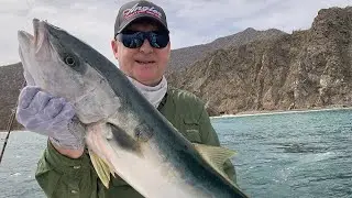 Baja Yellowtail