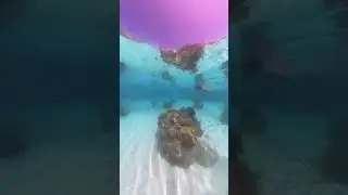 Bora Bora - St. Regis Resort Lagoonarium Snorkelling🐟 🤿