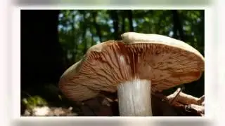 Entoloma sinuatum - fungi kingdom