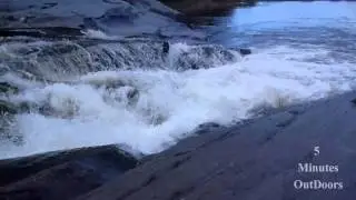 ASMR Rushing Water Watching Maine Salmon Jumping Up Stream Extremely Satisfying