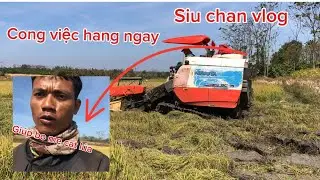 Đi cat lúa cho nha bo me…va cay kết siu chan vlog