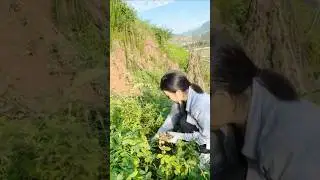 Вот как собирают арахис 🌱🥜