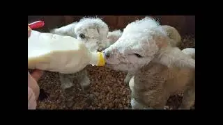 Cute Baby Lambs
