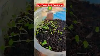 Daisy Flower Seeds Germination| Meesho seeds #meeahoseeds #wintergardening #gardeningwithbob #daisy