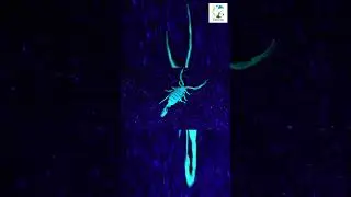 👀🦂4K Scorpion HUNTING With A Blacklight #shorts #wildlife #nature #scorpion #naturesounds #wild #4k