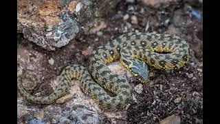 Voix sauvage n&deg;4, Couleuvre vip&eacute;rine