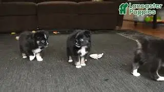 Adorable Toy Australian Shepherd Puppies