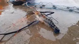 One Cast Net Throw Catches a Giant Prawn | Coastal Fishing in Guyana