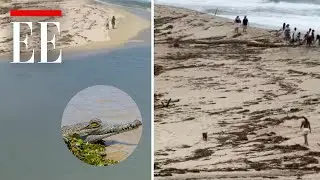 Parque Tayrona: turistas entraron a playa prohibida y con caimanes | El Espectador
