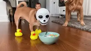 Ghost Chihuahua vs Cat And Patient Golden Retriever 😂🐶