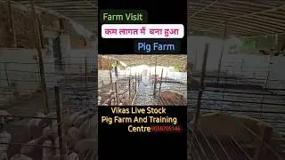 Pig Farm Visit #piggery #pigindustry #farming #animals #pigfeed #pig