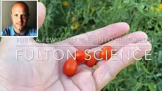 Turn a Few Tomatoes into Hundreds in your backyard in the desert! 🍅