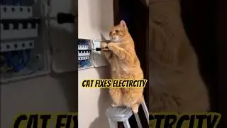 КОТ ЧИНИТ ЭЛЕКТРИЧЕСТВО #вирусноевидео #кот #видеокошек #смешное #короткометражныйвидео #смешнойк...