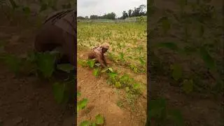 Farmer Removes Weeds by Hand from Growing Taro Plants | Natural Farming #Shorts