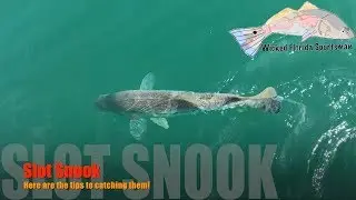 Catching Slot Snook