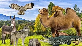 Super Planet Zoo! Name And Sounds Wild Animals crocodile, camel, wolf, crow, dolphin