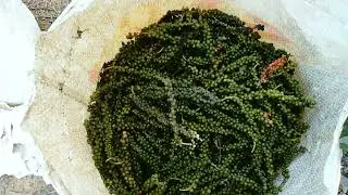 colheita da pimenta do reino em itamaraju Bahia