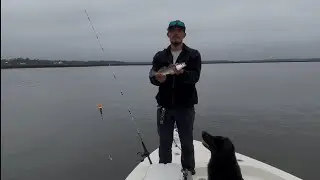 Mini but mighty Monday (With Hank)
