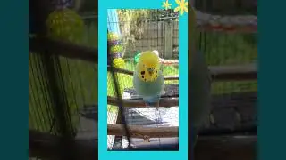 Talking bird sings in the backyard - Cookie the budgie