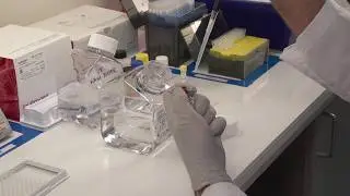 Simple ELISA Workflow Tutorial | Invitrogen&trade; Immunoassay