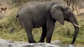 African savanna elephant drink water