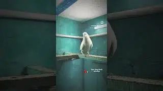 Blood line From Zain King Pigeon #pigeon #zainkingpigeon #viralvideo #birds