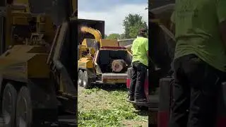 Wood Chipper in Action! The Final Step After Tree Removal