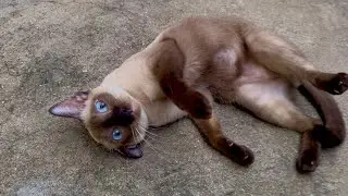🐾💙 Met the cutest Siamese stray cats today! 😻✨ #cat #catvideos #catlovers #catshorts #reels 