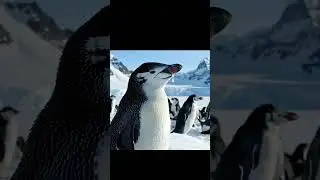 #penguin #penguins #4k #anime #sad #mountains #snowfall #snow #white #alonestatus #aura #dragon #4k