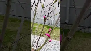 Unique flowers in the nature #everyone #nature #flowers #sweden #highlights #viralshorts