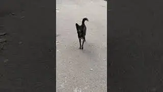 Stray Dog / Feeding biscuits / Homeless hungry dog looks for food in overflowing trash bins.