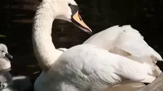 Fuji X-H1 handheld footage test with XF 100-400mm