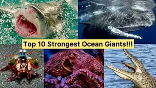 Ocean&rsquo;s Strongest Animals: Top 10 Powerful Sea Creatures You Won&rsquo;t Believe!!!