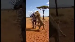 Lions vs Cactus Man 🌵🦁#funny #shorts #animals #survival