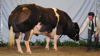 Amazing Animal Anomalies!