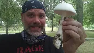 Destroying Angel mushrooms with The Mushroom Hunter