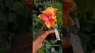 #tropical #hibiscus #flowers #plants #taiwan