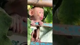 Trouble Maker Baby Monkey 🐒🌱❤️ #shorts #babymonkey #katorn #toto