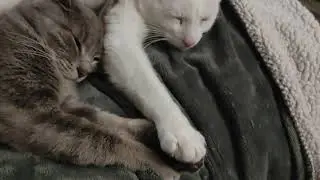 Our sleeping cats holding paws is too cute.