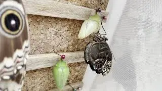 Butterfly Pupae | Pupas de Mariposa