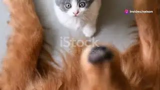 &iquest;Qu&eacute; pasa si un gato cruza con un perro 🐱🐕🐶