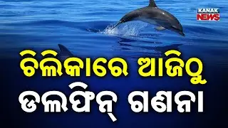 ଚିଲିକାରେ ଆଜିଠୁ ଡଲଫିନ୍ ଗଣନା | Chilika Dolphin Census Begins | Kanak Digital