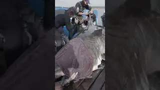 Знакомьтесь, Нукуми | Одна из крупнейших белых акул в истории, отмеченная OCEARCH