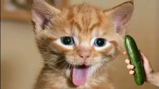 Funny Animal Videos 2023 | Funniest Cats and Dogs video | UniqueMix   2