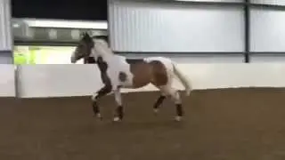 Fifty Shades - coloured sport horse yearling.