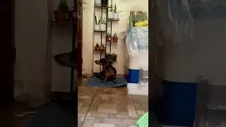 #thursdayvibes 🐾🐾🐾