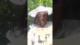 ANGRY BEES IN ACTION! #bees #beekeeping #short