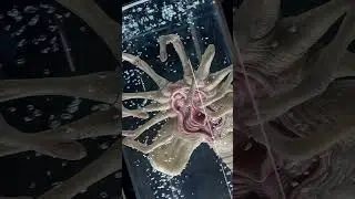 Deep Tale Studio - Alien Facehugger Stasis Chamber #alien #facehugger #figure  #collection #unboxing