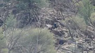 Goats fighting at Mutanwintji